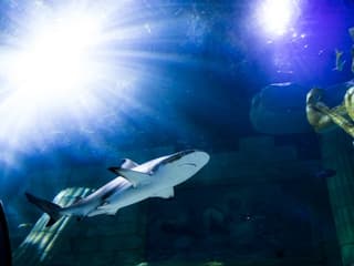 SEA LIFE Porto: Entry Ticket — gallery 2