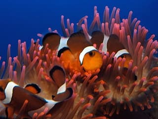 Akvárium v Janově: Rezervovaný vstup, Aquarium of Genoa, Janov