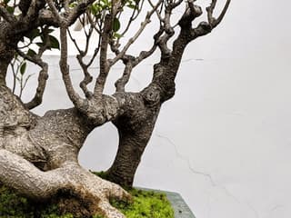 Dr. Sun Yat-Sen Chinese Garden: Entry Ticket + Guided Tour Option — gallery 1