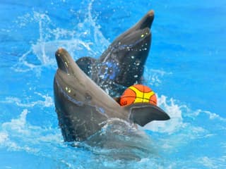 Phuket Dolphin Show Tickets: Thai Residents — gallery 1