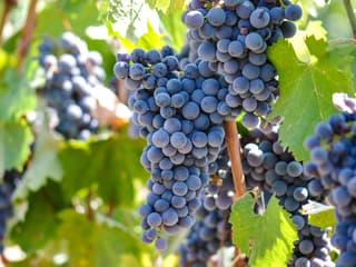 Chianti Region Guided Tour with Local Tastings and Vineyards — gallery 2