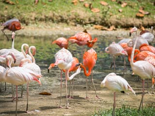 Zoo Negara & Panda Conservation Centre Tickets — gallery 3