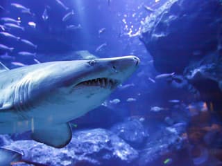 Sumida Aquarium Tickets — gallery 1