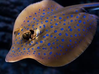 Cairns Aquarium by Twilight — gallery 2