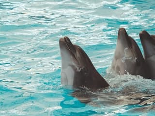 Pattaya Premium Pass: 29+ Benefits with Sanctuary of Truth — gallery 1