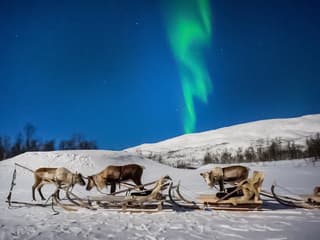 Tromso: Northern Lights, Reindeer and Sami Experiences — gallery 1
