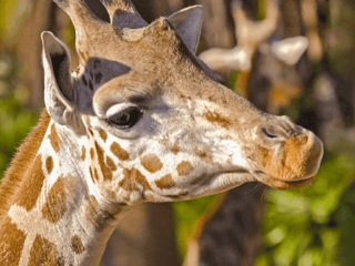 Tickets to Barcelona Zoo — gallery 2