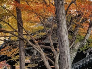 Keihan Railway Kyoto–Osaka & Osaka Metro: 1-Day or 24-Hour Pass — gallery 1