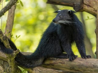 Bali Safari Tickets — gallery 2