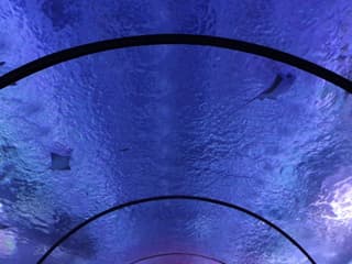 Antalya Aquarium & Face 2 Face Wax Museum — gallery 2