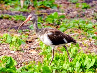 Everglades National Park: Half‑Day Tour with Airboat, Guided Nature Walk & Transportation — gallery 3