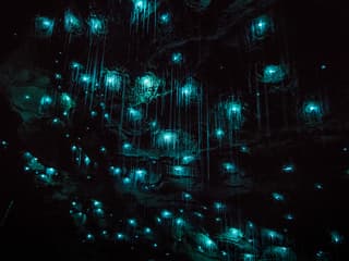 Offbeat Waitomo Glowworm Cave Small Group Guided Tour — gallery 3