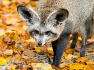 Krakow Zoo Entrance Tickets with Hotel Transfers — gallery 2