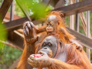 Bioparc Fuengirola Tickets — gallery 1