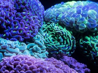 Cairns Aquarium by Twilight with Dinner — gallery 1