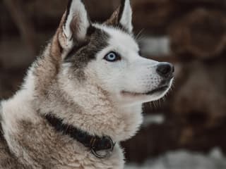 Husky Park Rovaniemi: Entry Ticket — gallery 1