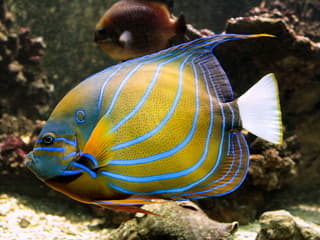 Tickets to Vasco da Gama Aquarium in Lisbon — gallery 3