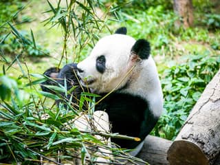 Zoo Negara & Panda Conservation Centre Tickets — gallery 2