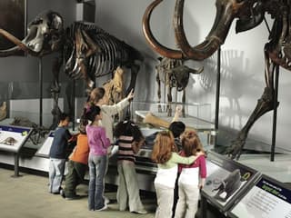The Field Museum of Natural History: Entry Ticket — gallery 2