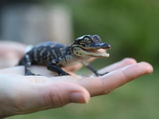 Australian Reptile Park Ticket — gallery 3