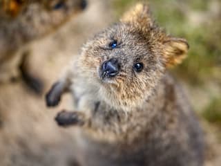 Featherdale Wildlife Park Tickets — gallery 3