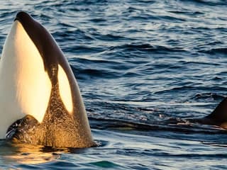 Long Beach: Whale and Dolphin Watching Cruise — gallery 3