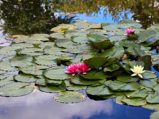 Half-Day Tour to Giverny from Paris with Monet’s House & Gardens — gallery 2
