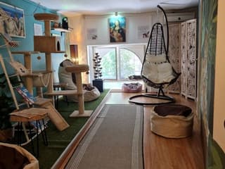 Cat Museum Budapest: Entry Ticket + Audio Guide — gallery 1
