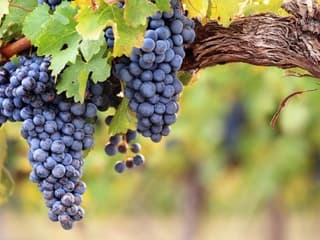 Saint-Émilion Village: Full-Day Wine Tour from Bordeaux — gallery 1