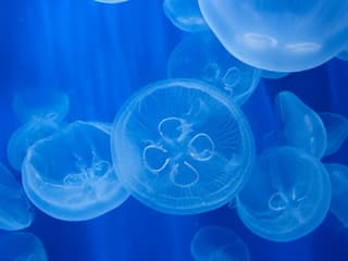 พิพิธภัณฑ์สัตว์น้ำเจนัว: บัตรเข้าชมพร้อมอาหารกลางวันหรืออาหารเช้า, Aquarium of Genoa, Genoa