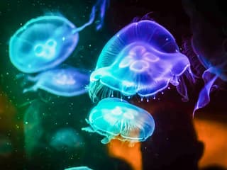 Shark Dive Xtreme Tickets at SEA LIFE Sydney Aquarium — gallery 2