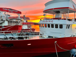 From Reykjavik: Midnight Sun Whale Watching Tour — gallery 3