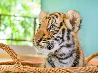 Tiger Park Tickets with Tiger Interactions — gallery 2