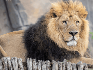 London Zoo Entrance Tickets — gallery 3