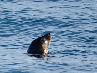 Reykjavik: Whale Watching Boat Tour — gallery 3