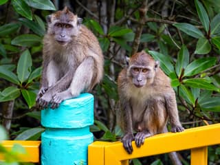 Langkawi Mangrove Tour — gallery 2