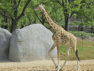 Paris Zoological Park: Entry Ticket — gallery 2