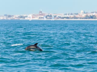 Lisbon Dolphin Watching Cruise — gallery 3