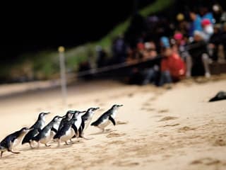 Phillip Island Nature Parks Penguin Parade Tickets — gallery 3