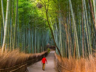 Kyoto & Nara by Private Car: Temples, Deer Park & Scenic Stops — gallery 2