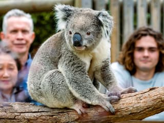 From Melbourne: Brighton Beach, Moonlit Sanctuary & Phillip Island Day Trip with Penguin Parade — gallery 3