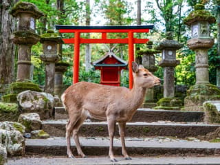 Kyoto & Nara by Private Car: Temples, Deer Park & Scenic Stops — gallery 1