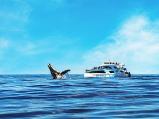 Premium Whale Watching Cruise by SeaWorld — gallery 2