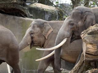 ARTIS Amsterdam Kraliyet Hayvanat Bahçesi: Giriş Bileti, ARTIS Amsterdam Royal Zoo, Amsterdam