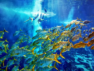 Atlantis Snorkeling & Scuba Diving — gallery 2