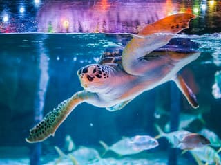 SEA LIFE Bangkok Tickets — gallery 2