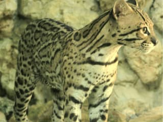 Croco Cun Zoo: Fast Track Ticket