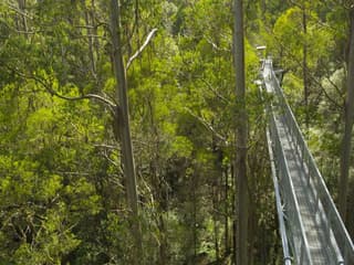Otway Fly Treetop Adventures: Treetop Walk