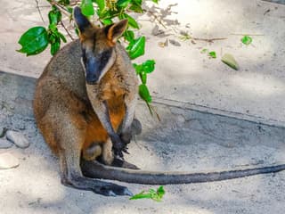 Kuranda Koala Gardens Ticket, Kuranda Koala Gardens, Cairns