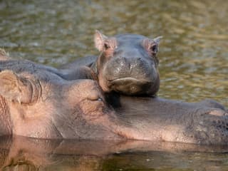 Copenhagen ZOO: Skip The Line Ticket